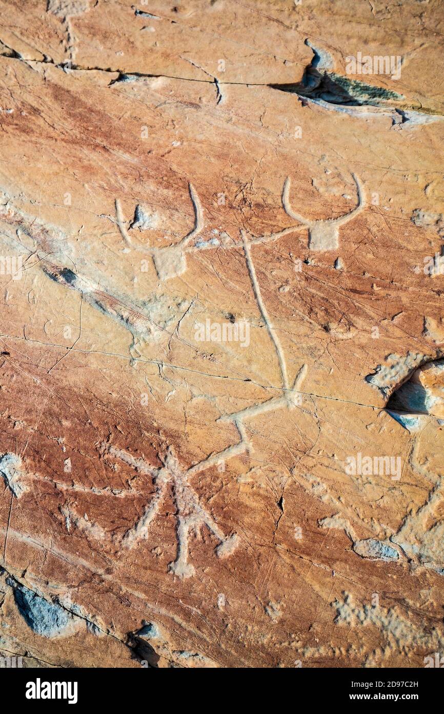 Corniform figuras llamado 'equipo de dos ganado' grabado en la roca llamada la 'vía roja', valle de Fontanalba donde miles de grafí protohistórico Foto de stock