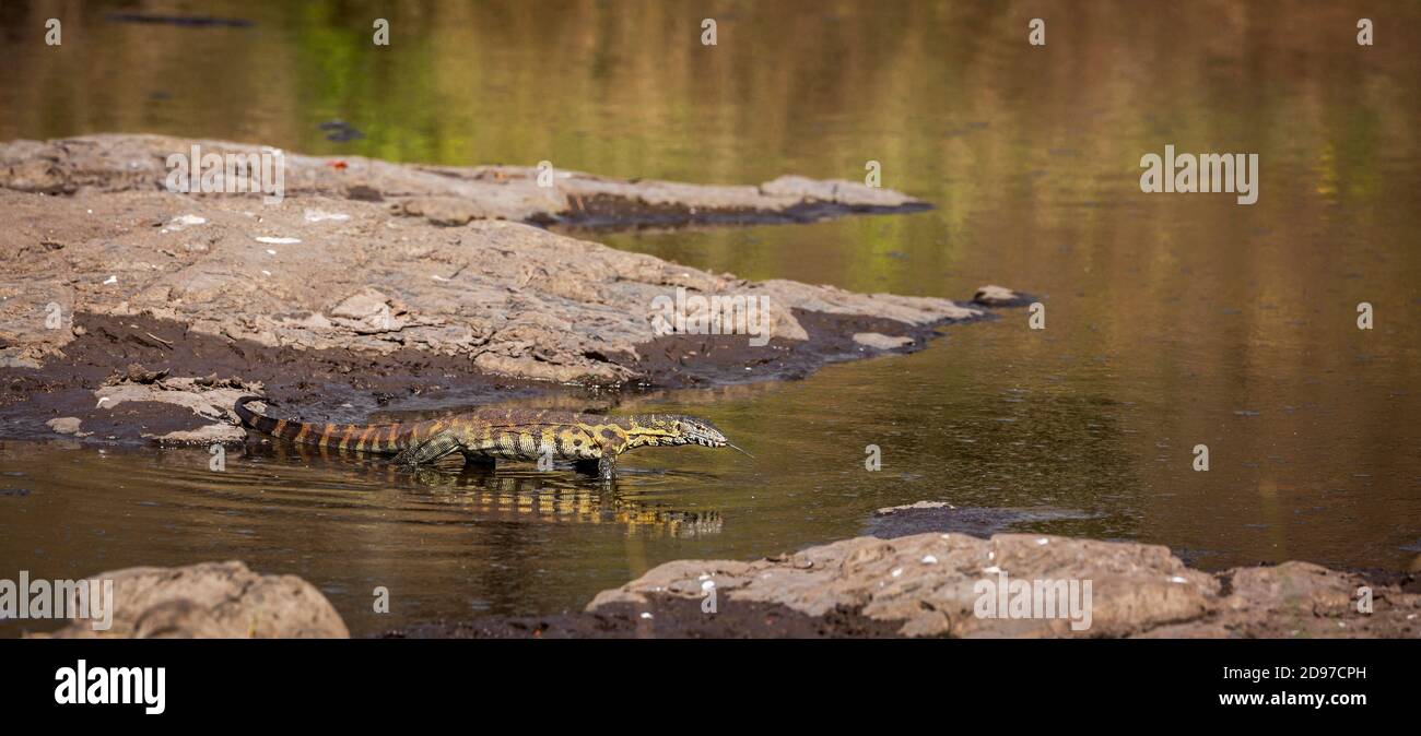 Monitor del Nilo (Varanus niloticus) caminando en agua con reflexión en el Parque Nacional Kruger, Sudáfrica Foto de stock