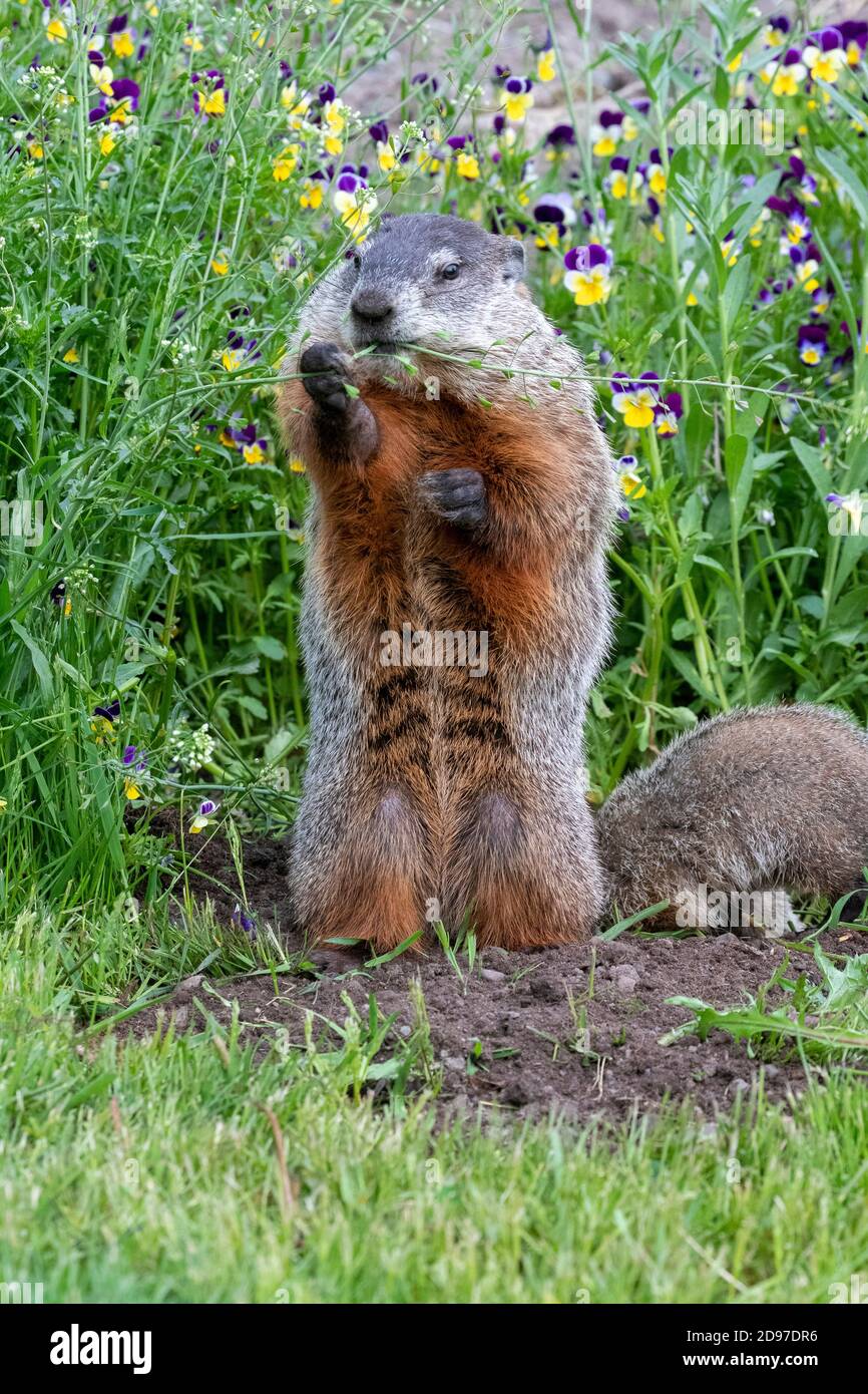 Groundhog o Woodchuck (Marmota monax) de pie, Minnesota, Estados Unidos Foto de stock
