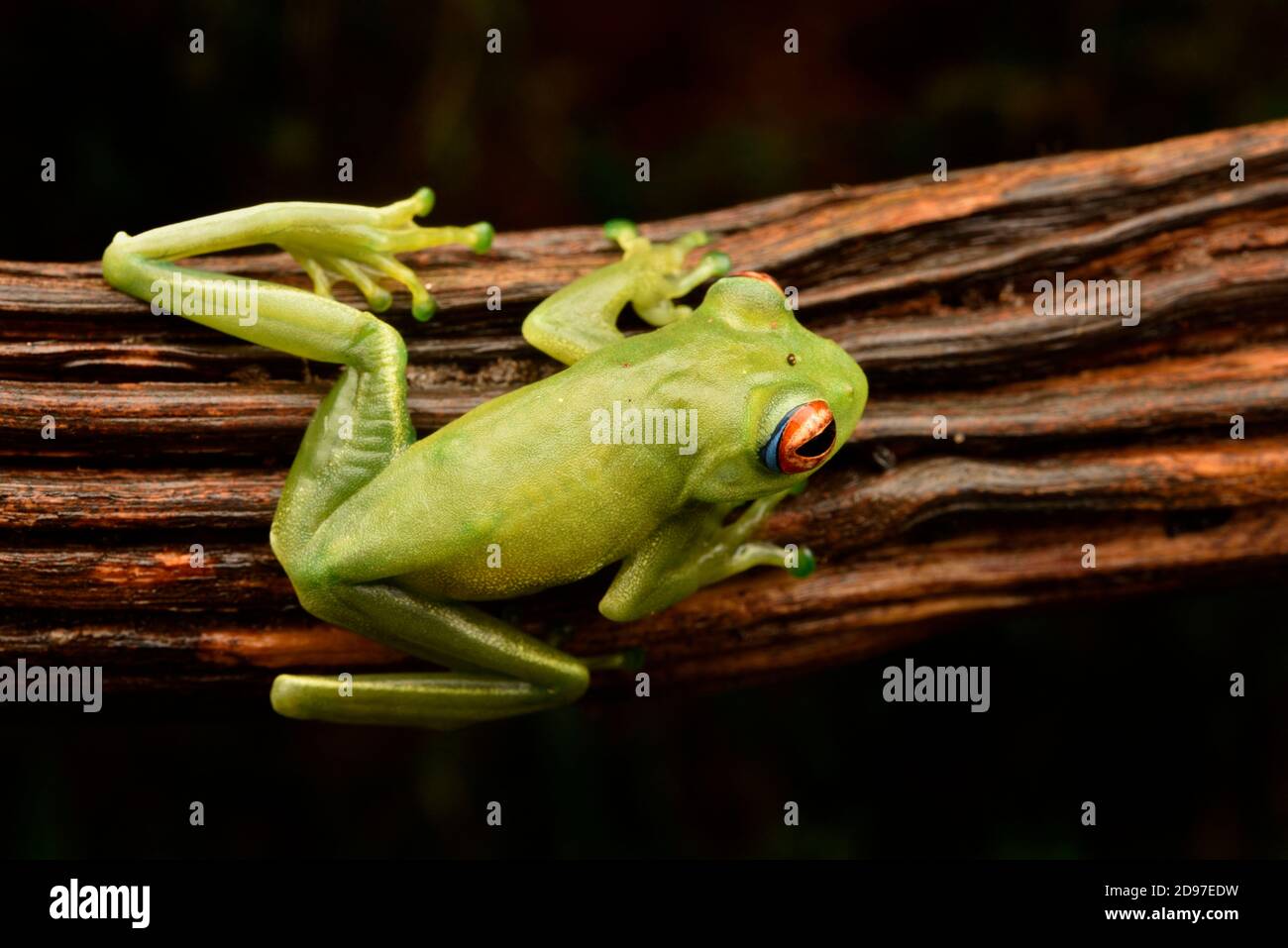 Ankafana Rana de ojos brillantes (Boophis luteus), sobre fondo lback, Andasibe, Madagascar Foto de stock