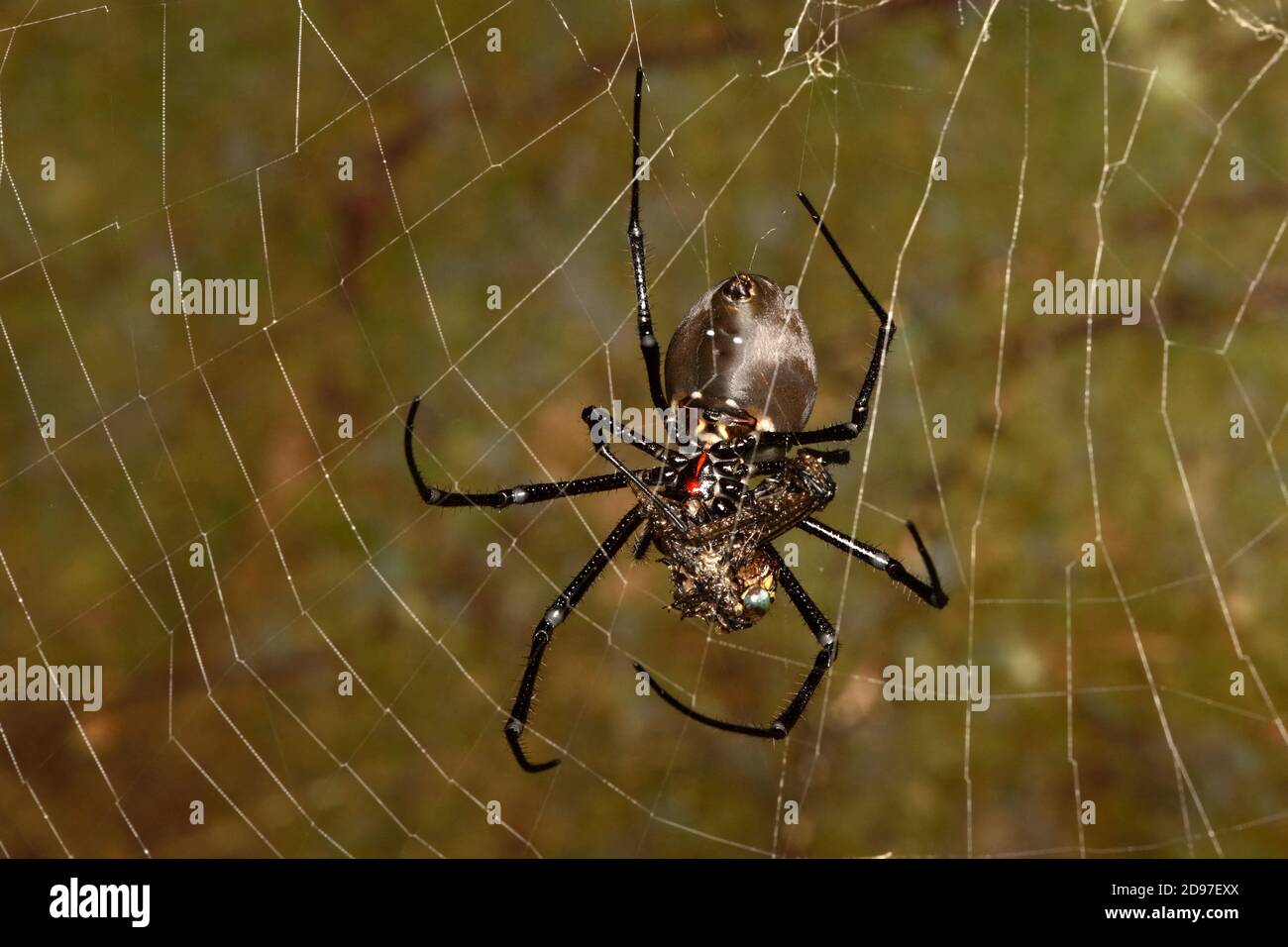 Madagascar Hermit Spider (Néphilingis livida) mujer en su red con presa