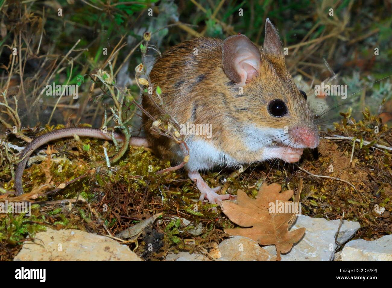 Ratón de cola larga (Apodemus sylvaticus) comiendo Foto de stock