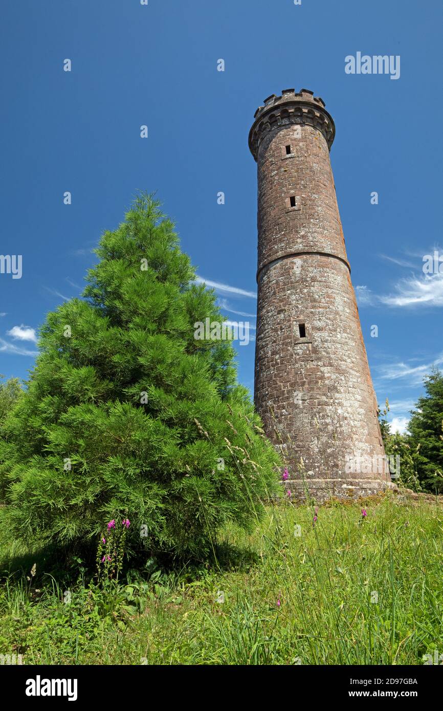 Secuoya gigante (Sequoiadendron giganteum) quince años de edad, torre Brotsch, Haegen, Alsacia, Francia Foto de stock
