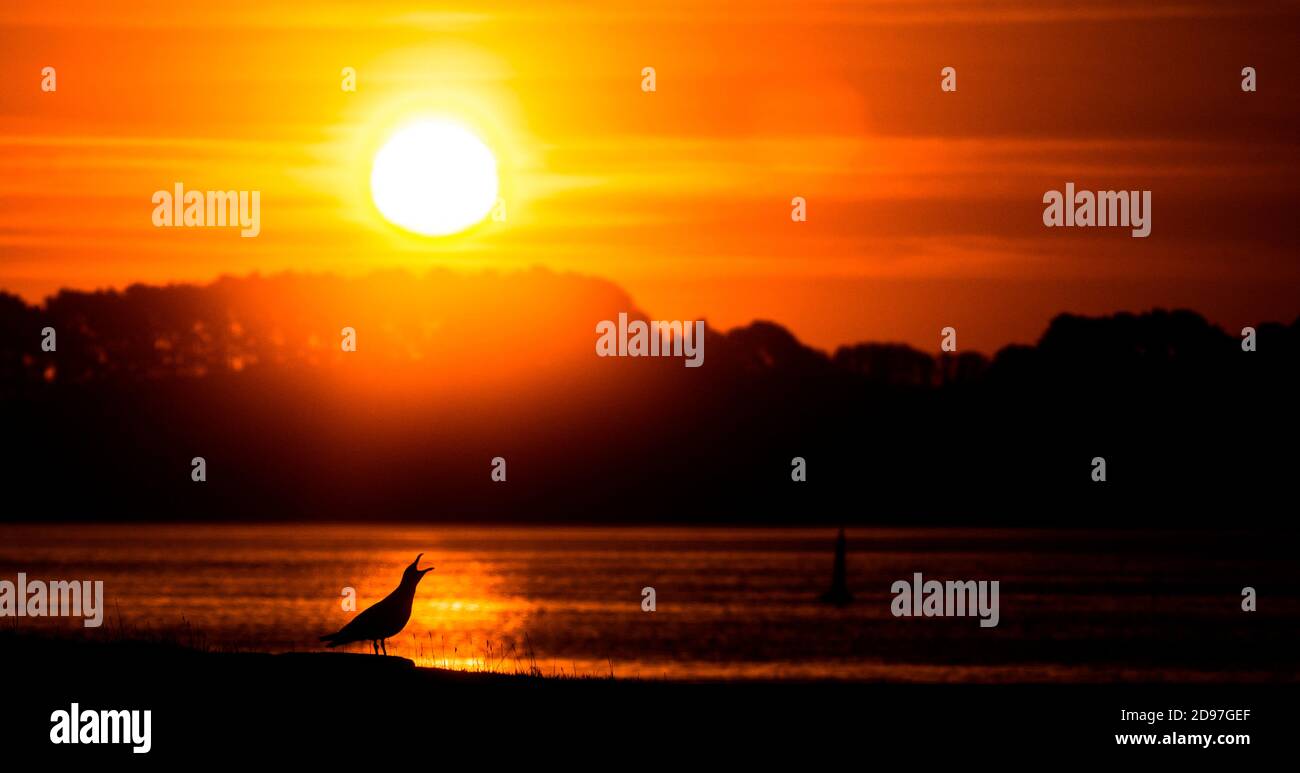 Arenque Gull (Larus argentatus) llamando a la costa al amanecer, Bretaña, Francia Foto de stock