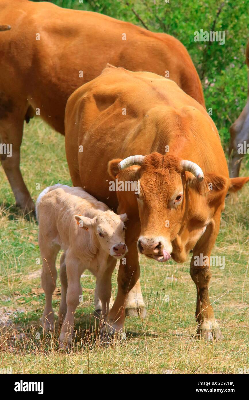 Vaca limusina y ternero en un prado, Francia Foto de stock