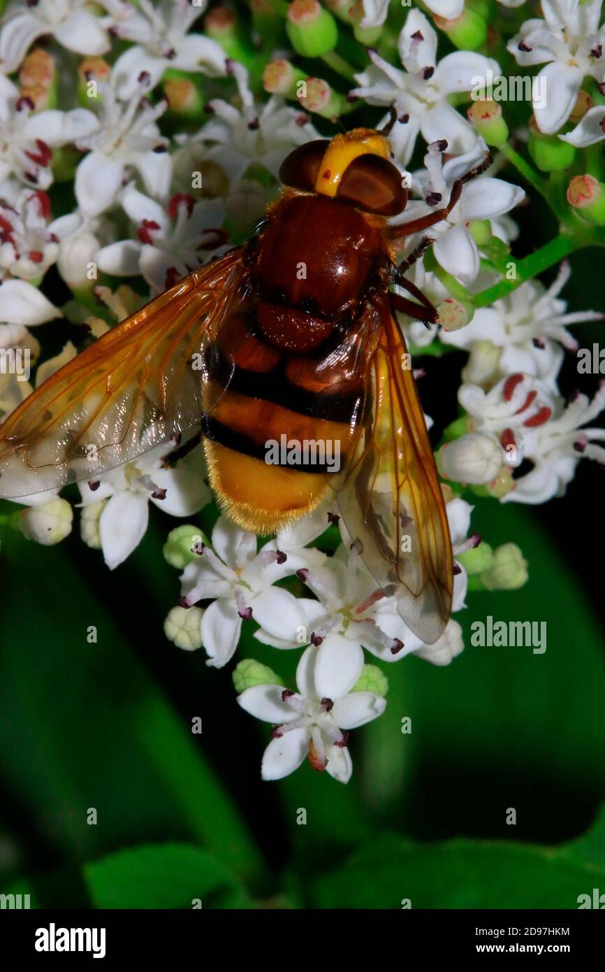 Hornet mímico Hoverfly (Volucella zonaria) en flores, Francia Foto de stock