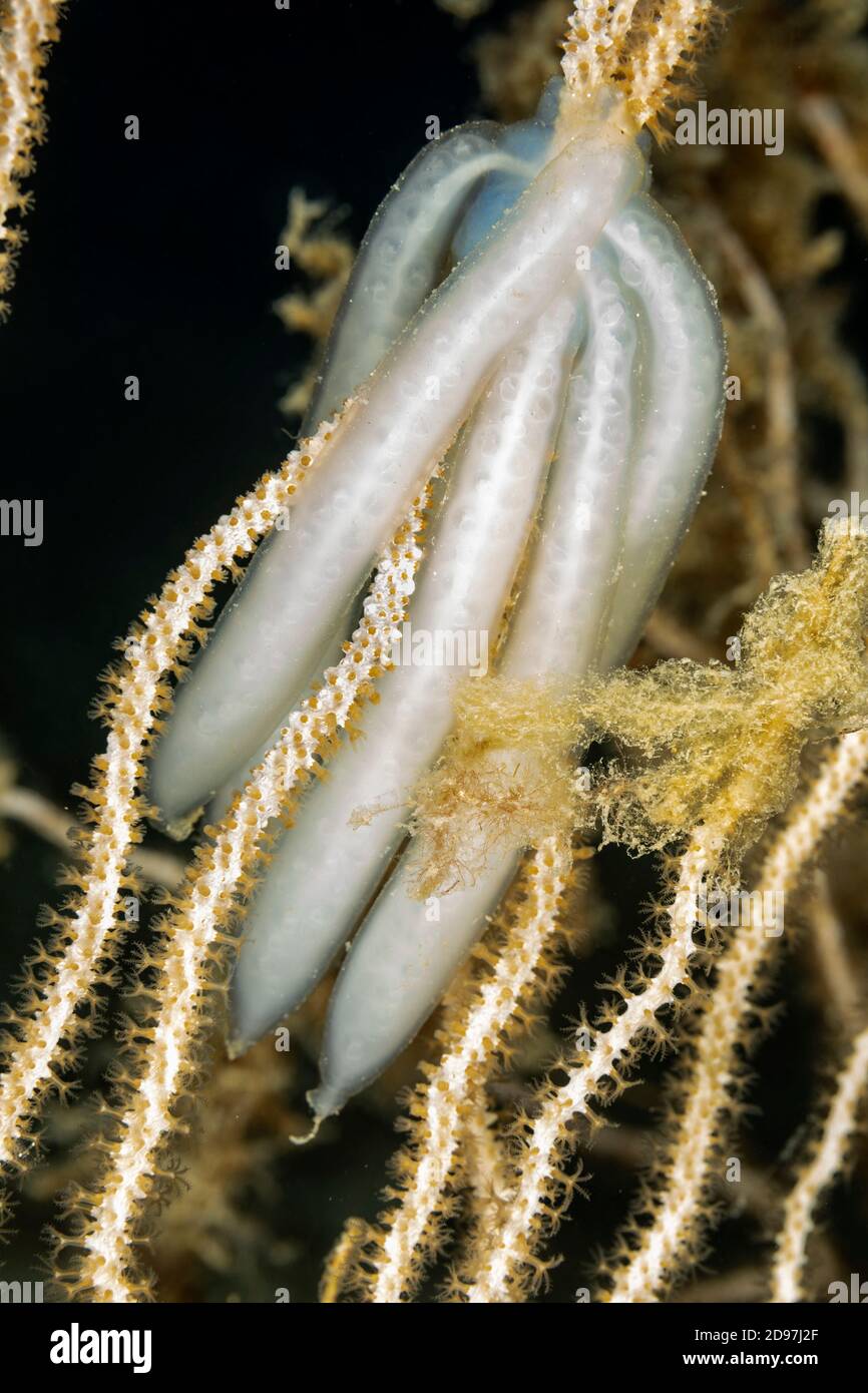 Huevos de calamar comunes (Loligo vulgaris) adheridos a un ventilador de mar, isla Vis, Croacia, Mar Adriático, Mediterráneo Foto de stock