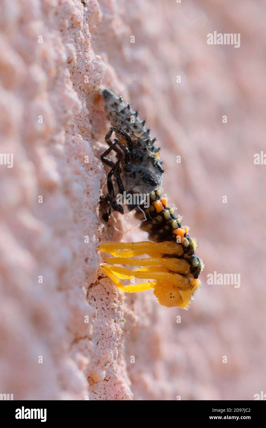 Señora asiática Beetle (Harmonia axyridis) larva que se muda en una pared, Alsacia, Francia Foto de stock
