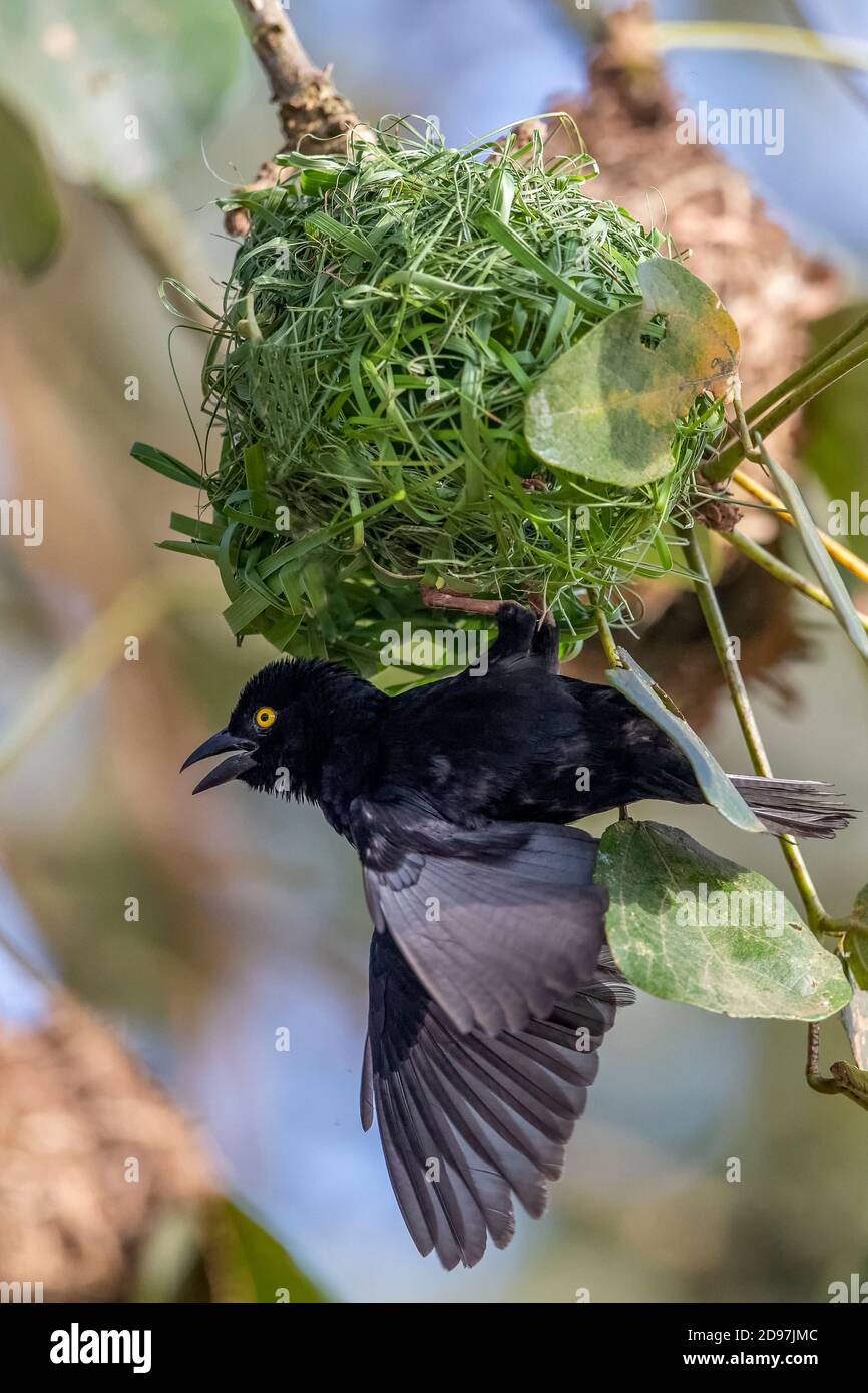El tejedor negro de Vieillot (Ploceus nigerrimus), construye un nido, canta para atraer a una hembra, el pantano de Mabamba, Uganda Foto de stock