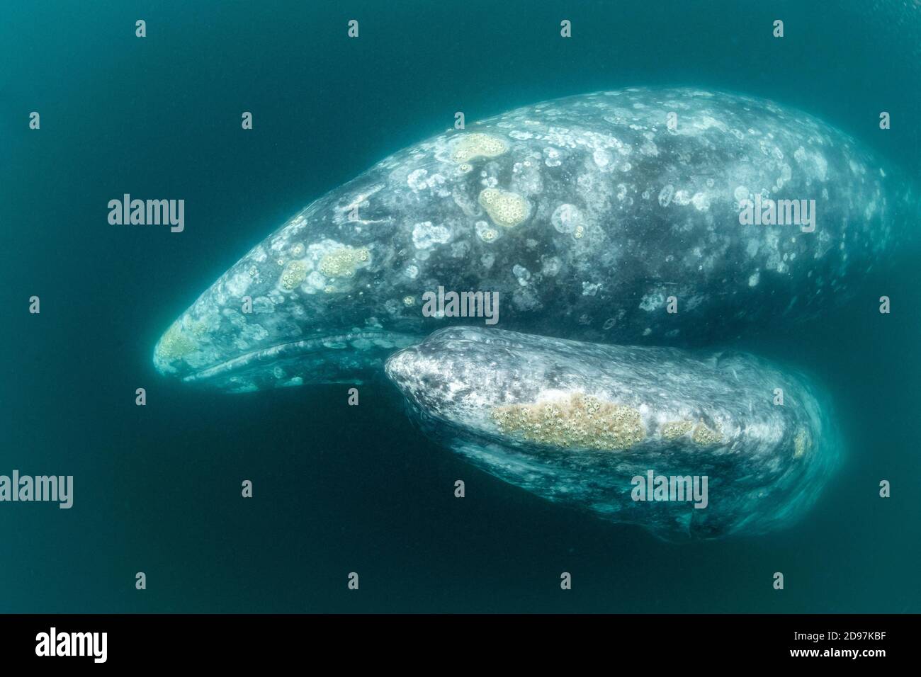 Dos ballenas grises (Eschrichtius robustus) bajo el agua, Bahía Magdalena, Baja California, México. Foto de stock