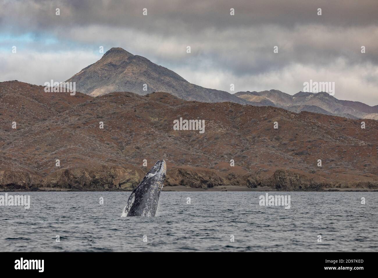 Ballena gris (Eschrichtius robustus) breaching, saltando del agua, con el barco de observación de ballenas cerca, Bahía Magdalena, Baja California, México. Foto de stock