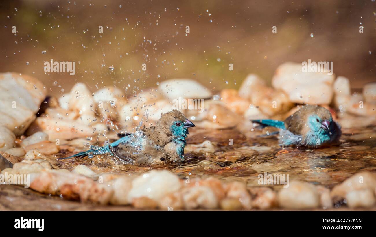 Dos Cordonbleu de pecho azul (Uraeginthus angolensis) bañándose en un estanque en el Parque Nacional Kruger, Sudáfrica Foto de stock