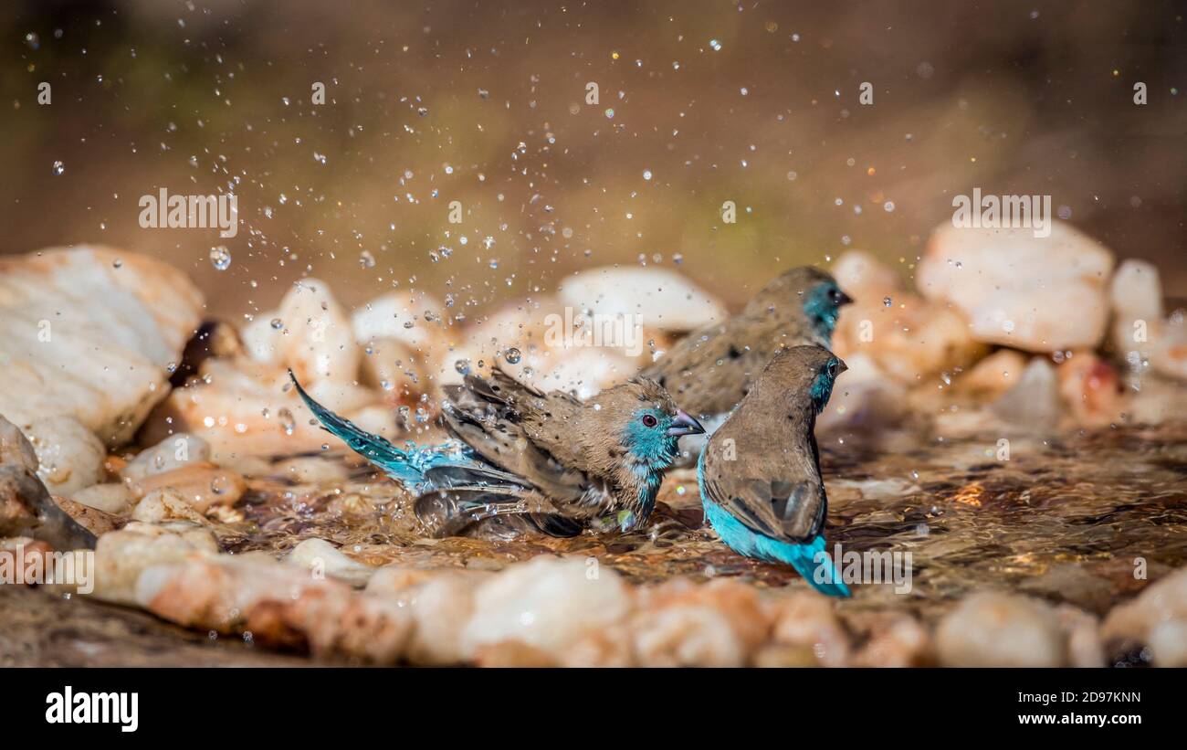 Tres Cordonbleu de pecho azul (Uraeginthus angolensis) bañándose en un estanque en el Parque Nacional Kruger, Sudáfrica Foto de stock