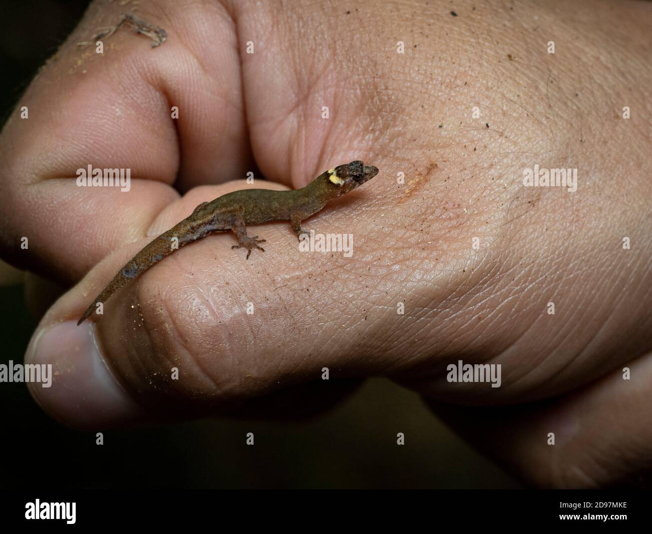 Enano gecko (Lepidoblepharis emberawoundule), varón adulto en la mano del Dr. Abel Batista, quien lo describió a la Ciencia en 2014. Guna Yala, Panamá, Febrero Foto de stock