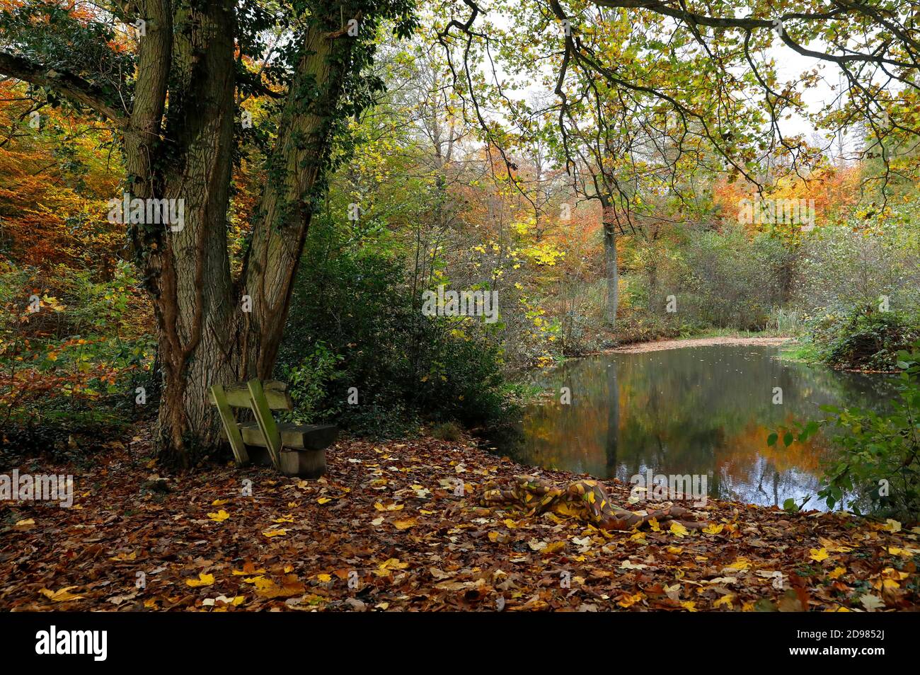 Naturaleza Arte: Hojas de otoño bodypainting y fotoshooting con modelo Lena Kiel en un estanque forestal en Bruennighausen el 01 de noviembre de 2020 - Bodypainting artista: Joerg Duesterwald Foto de stock
