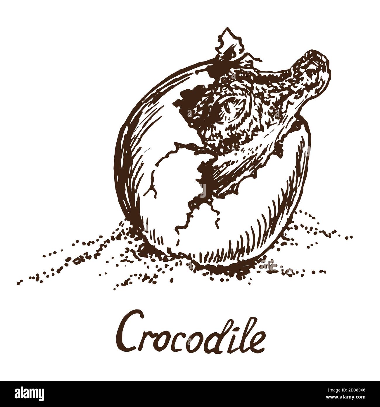 Cocodrilo (cocodrilo verdadero) eclozado de un huevo, dibujo de fideos simples con inscripción, estilo huecograbado Foto de stock