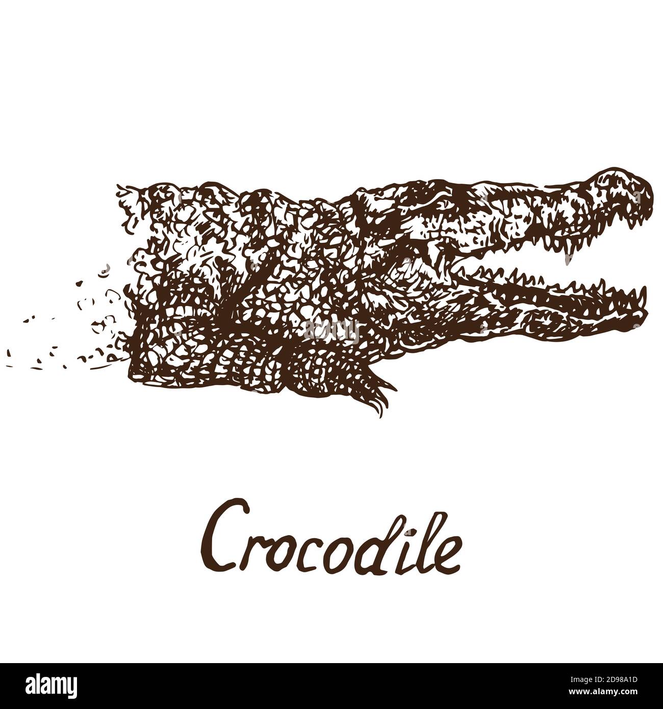 Retrato de cocodrilo (cocodrilo verdadero), dibujo de fideos con inscripción, estilo huecograbado Foto de stock