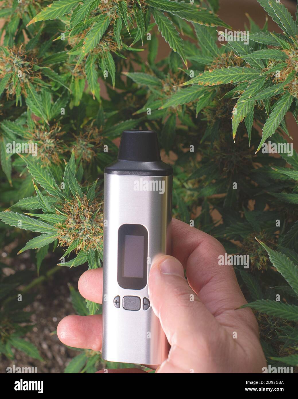 vaporizador electrónico portátil para fumar hierbas secas en la mano contra  el fondo de un arbusto de marihuana Fotografía de stock - Alamy