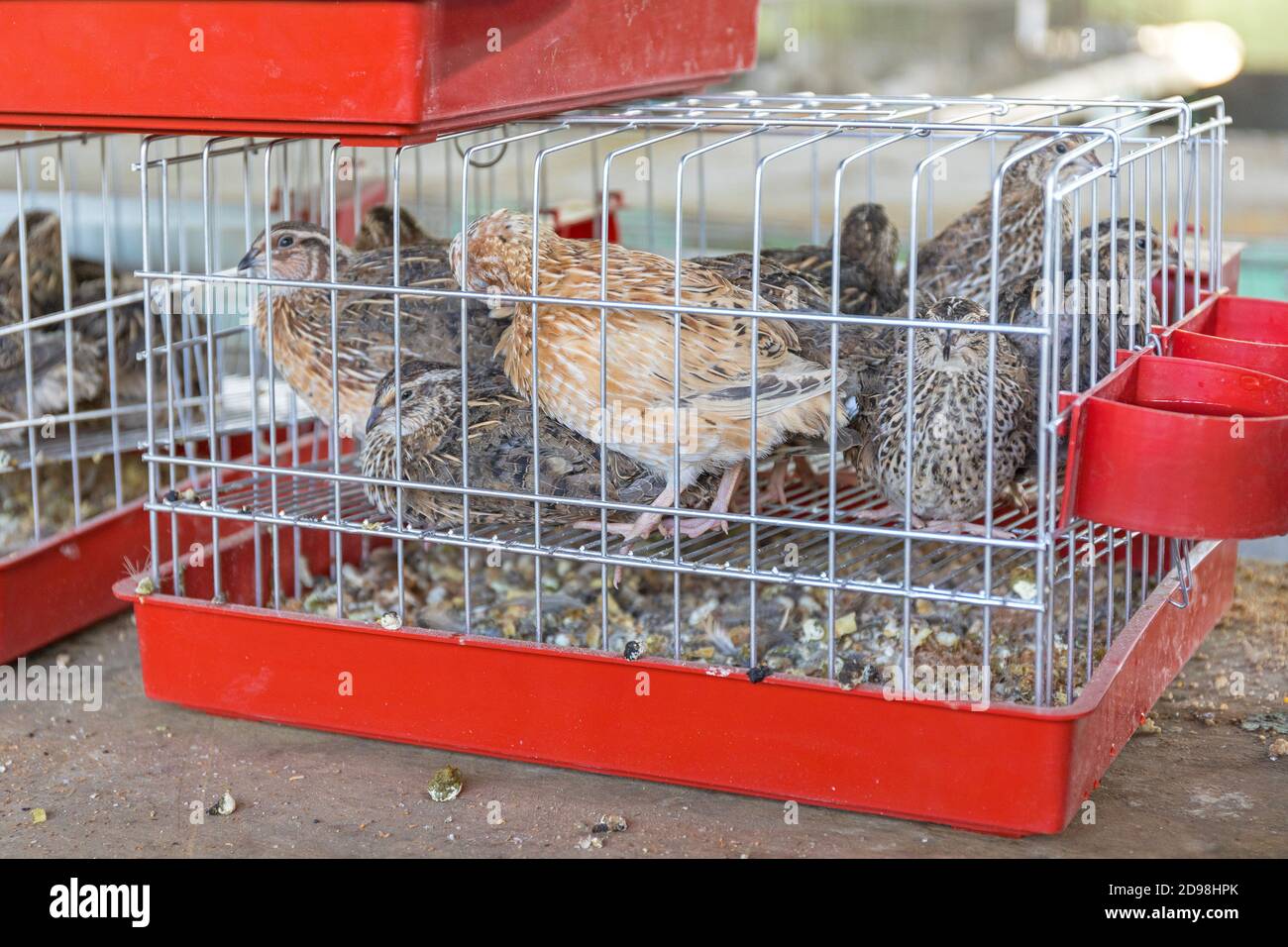 Muchas aves de caza de codorniz pequeñas en los Cages Fotografía de stock -  Alamy