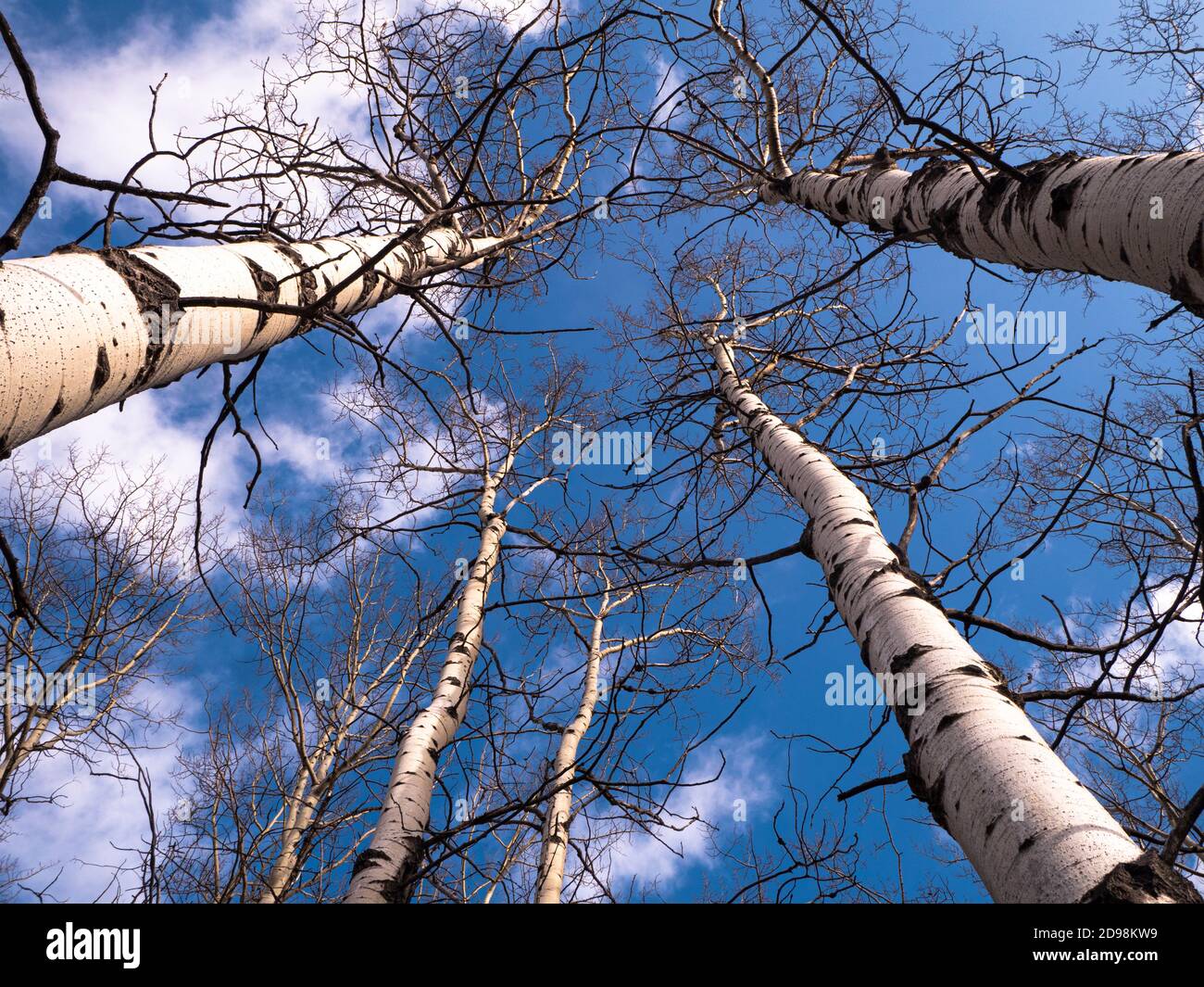 Mirando hacia arriba a través de árboles de Aspen sin hojas hasta el cielo azul Foto de stock