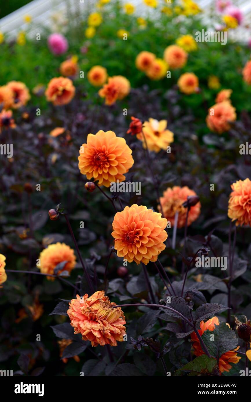 Dalia David Howard,naranja,flor,flores,la floración,dalias florales,RM Foto de stock