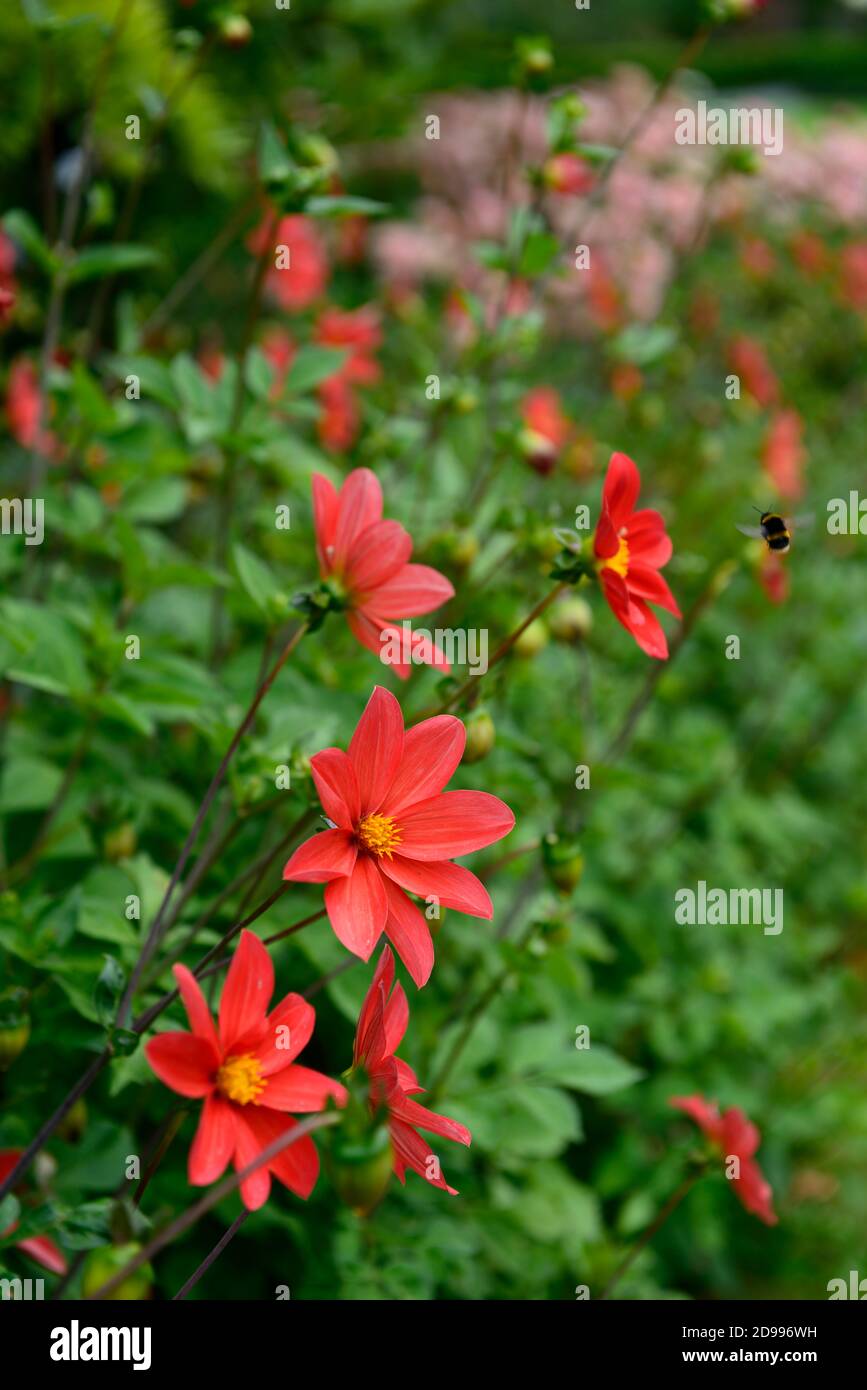 dahlia,dahlias,flor roja simple,flores rojas simples,floración,follaje verde,RM Floral Foto de stock