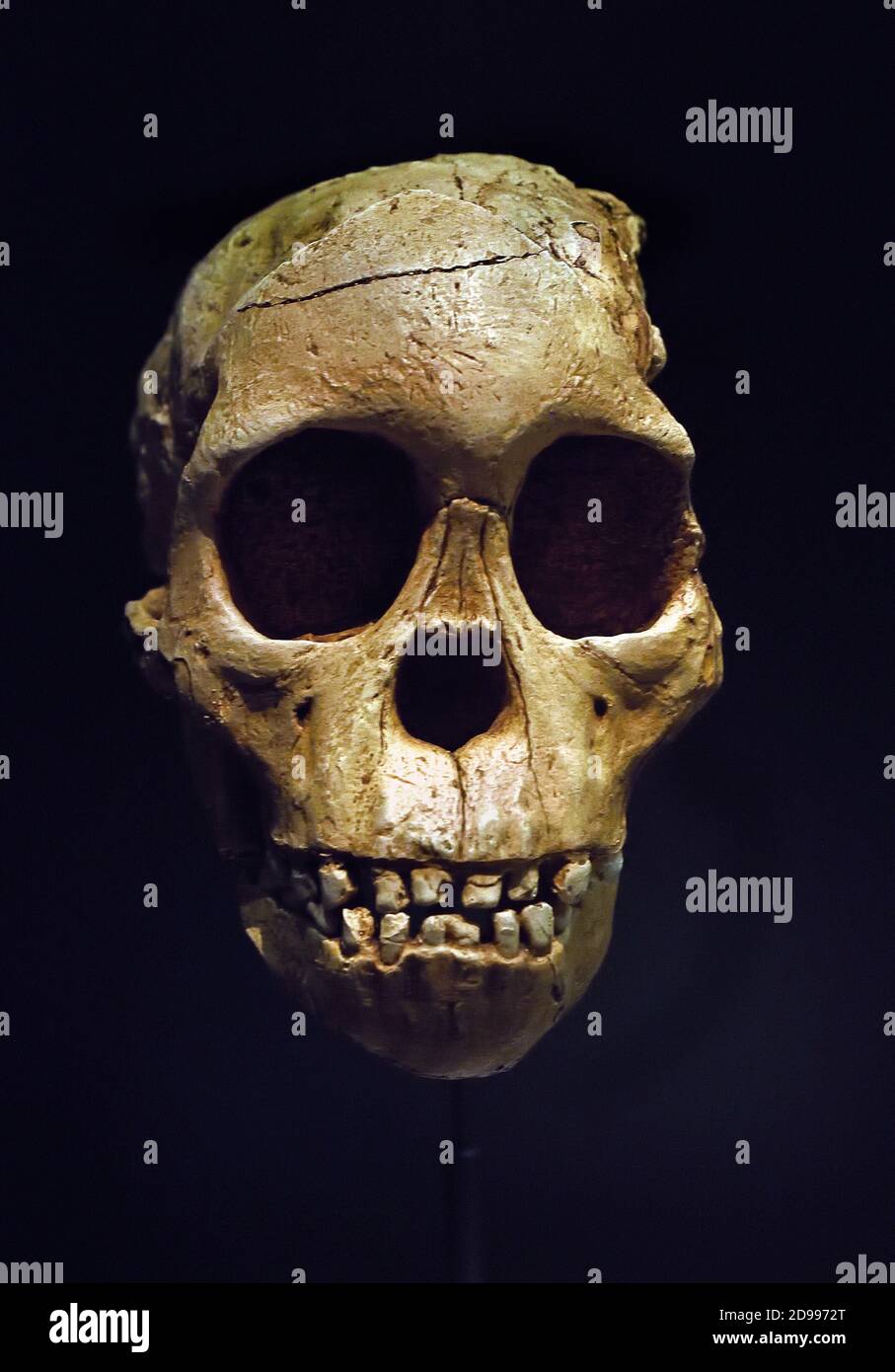 Reproducción del cráneo de Australopithecus africanus - cráneo, Taung Niño, cráneo de un niño. 2.3 millones de años. De Taung, Museo Arqueológico Nacional de Botswana. Madrid. España África Foto de stock