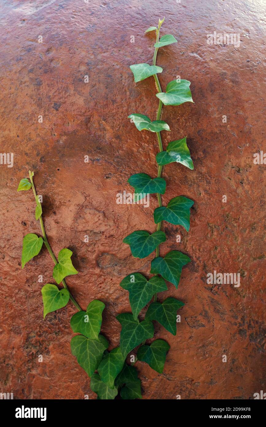 Planta interior en una olla de arcilla junto a arcilla expandida para  plantas en una película protectora azul transparente. Vista en ángulo alto  Fotografía de stock - Alamy