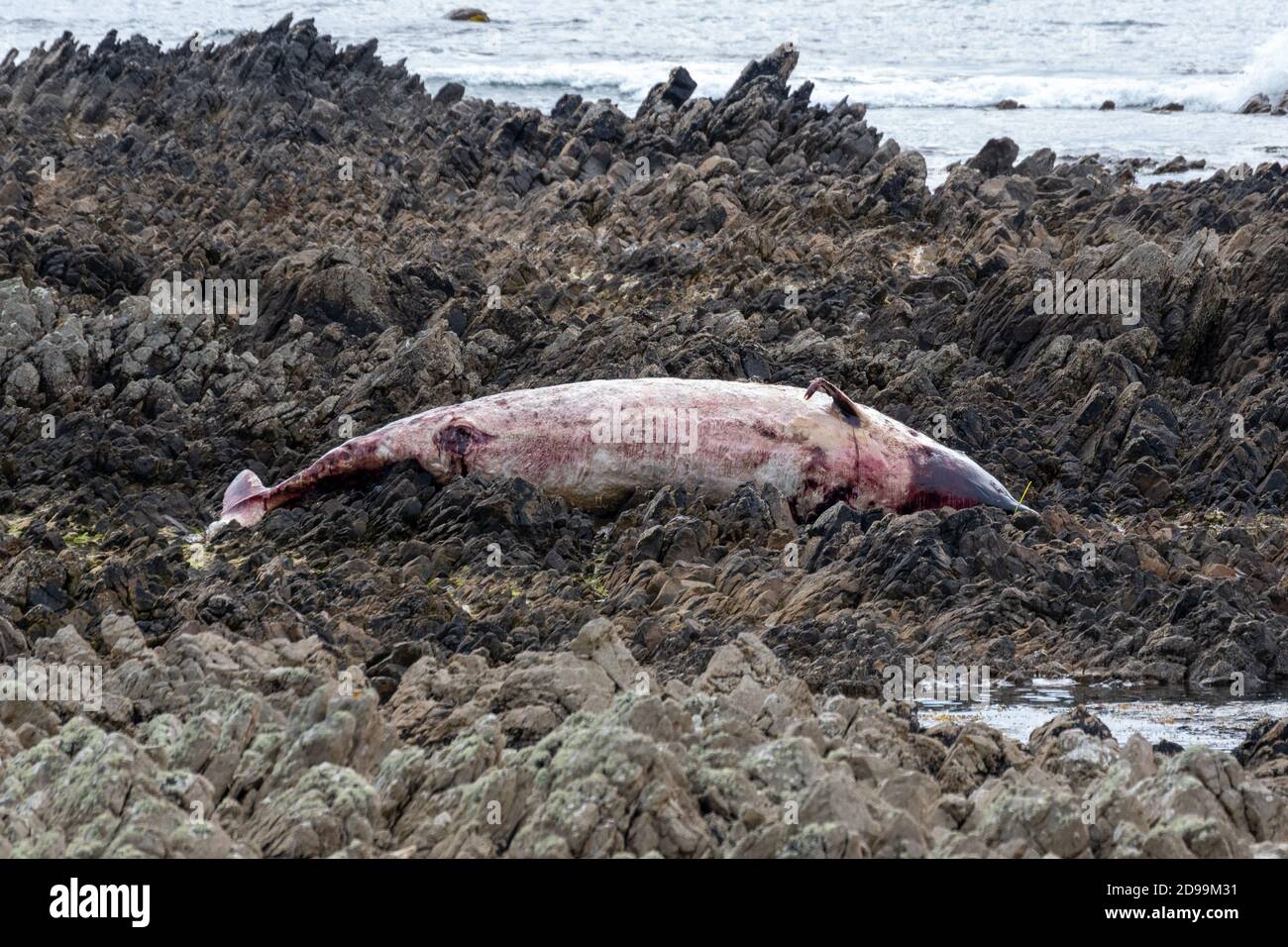 Cetacean muerto, probablemente una Porpoise, con lo que parece ser plástico de unión es la boca. Inishowen, Donegal . Foto de stock