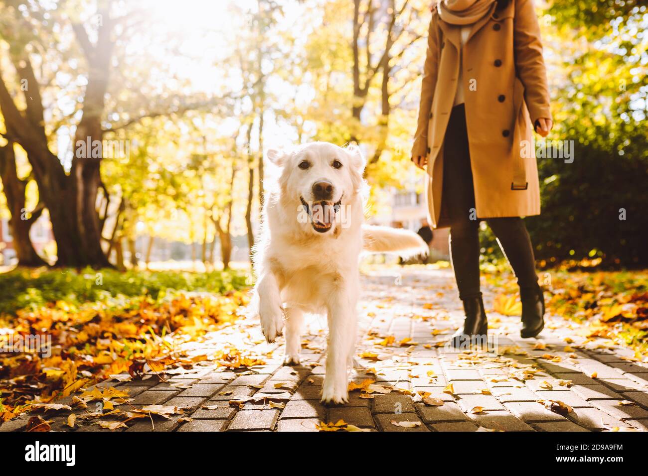Mujer anónimo caminar con su perro corriendo Golden Retriever en el parque soleado otoño. Foto de stock