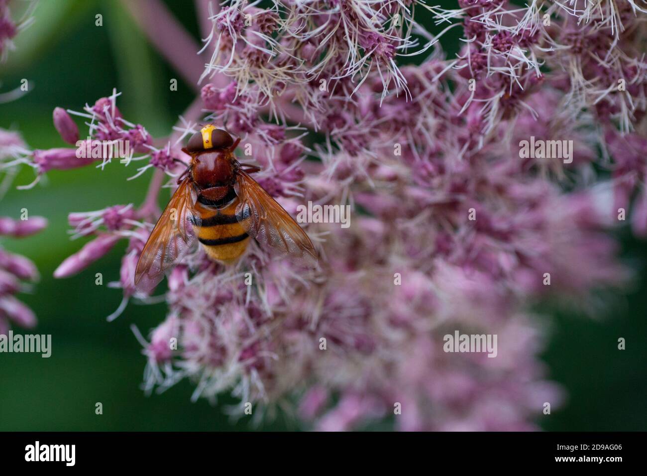 El primer plano de Hornet imitan la mosca de la mosca (Volucella zonaria) en las flores púrpura de Hemp-Agrimony- Santo Rope. Planta herbácea de jardines y naturaleza europea Foto de stock
