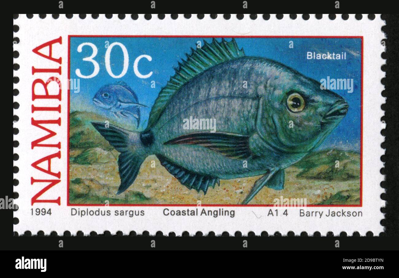 Estampado de sellos en Namibia, pescado, Dipldus sargus Foto de stock