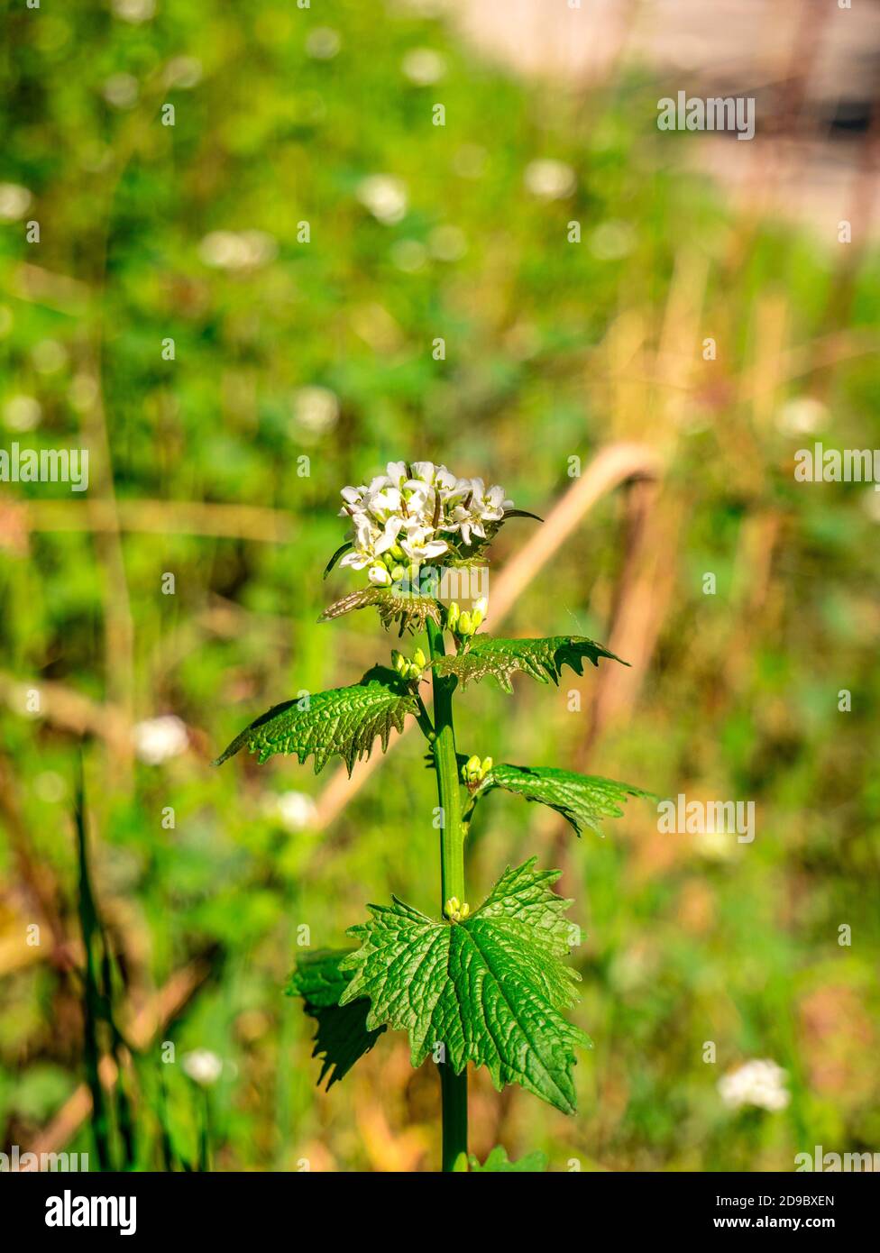 Mostaza de ajo (Alliaria petiolata) creciendo y floreciendo en primavera Foto de stock