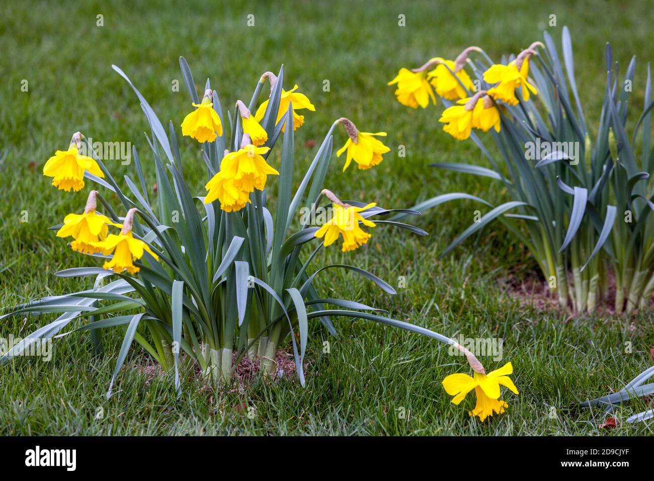 Flores amarillas que florecen en la temporada de primavera fotografías e  imágenes de alta resolución - Alamy