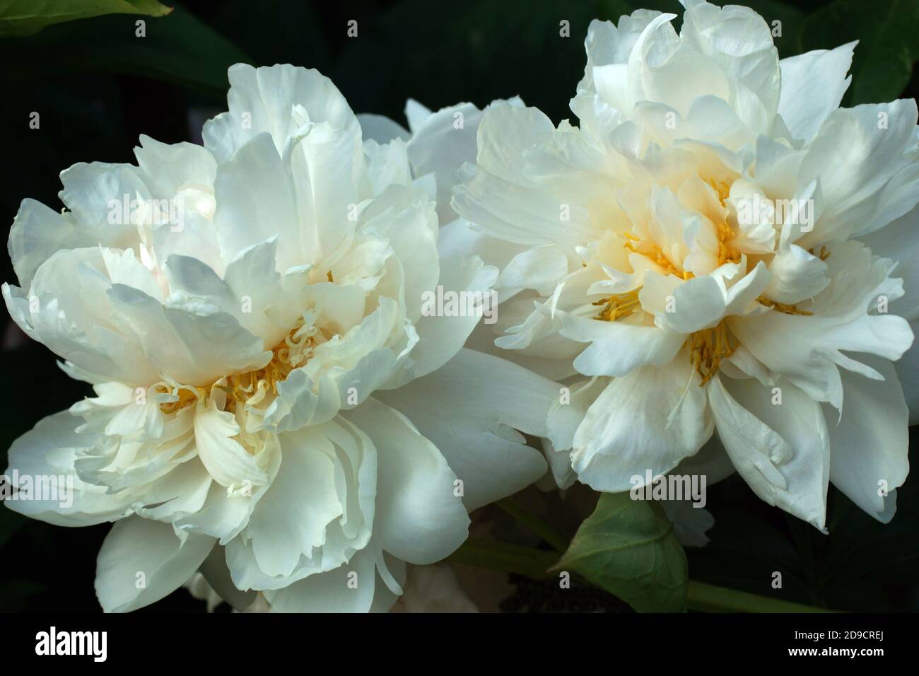 Paeonia Reine Deluxe. Doble flor de peonía blanca. Paeonia lactiflora (peonía China o peonía común de jardín). Foto de stock