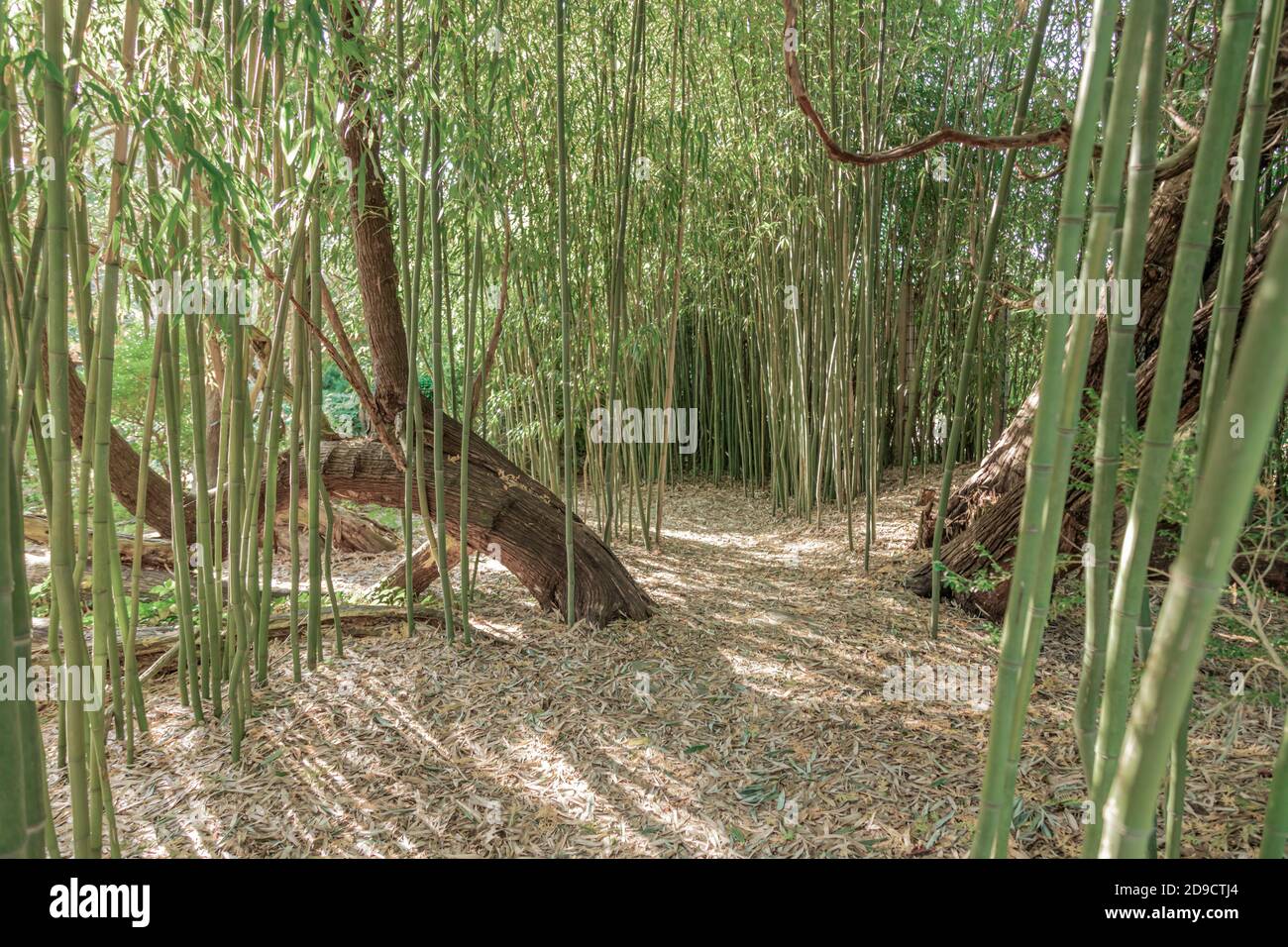 paisaje con bambú y un camino sencillo Foto de stock