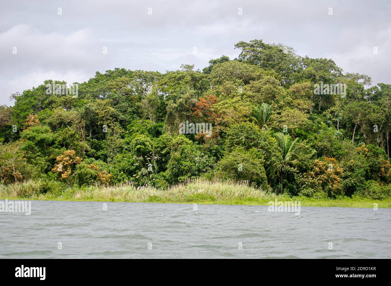 Bosques en la zona del canal de Panamá Foto de stock