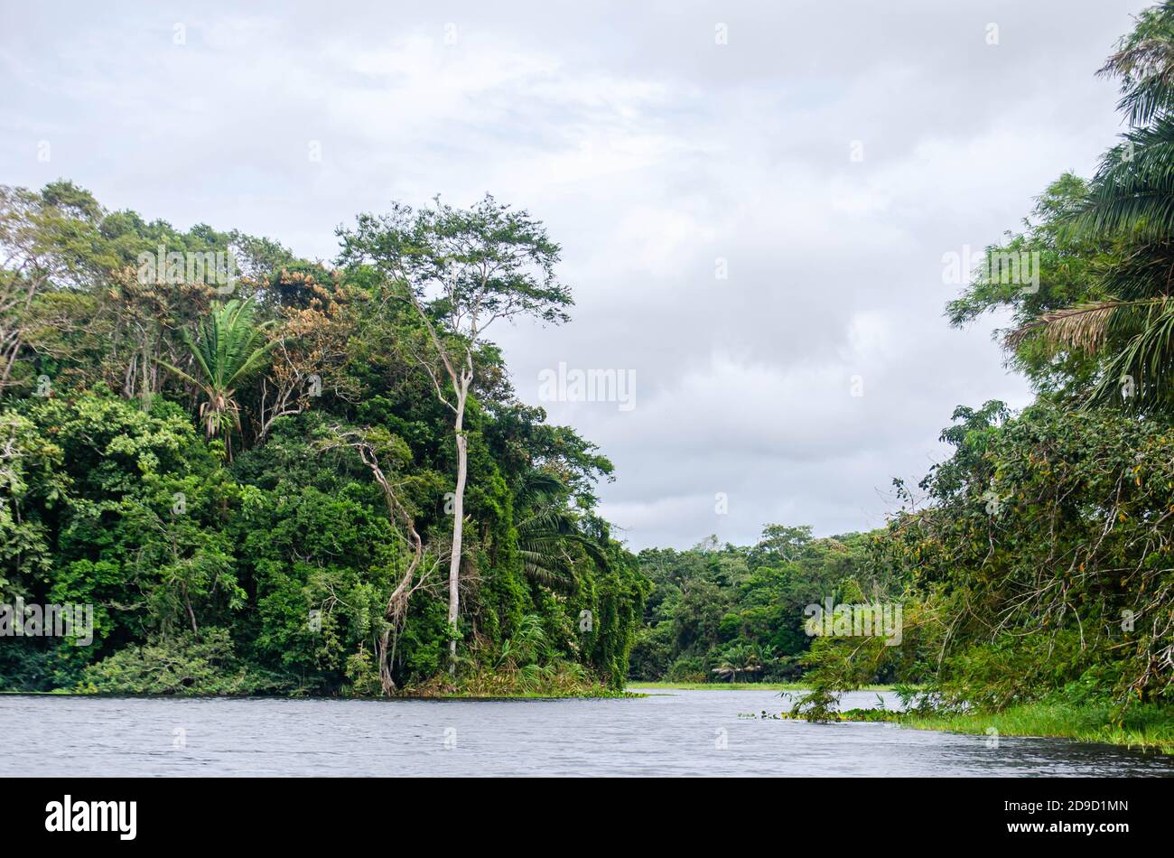 Bosques en la zona del canal de Panamá Foto de stock
