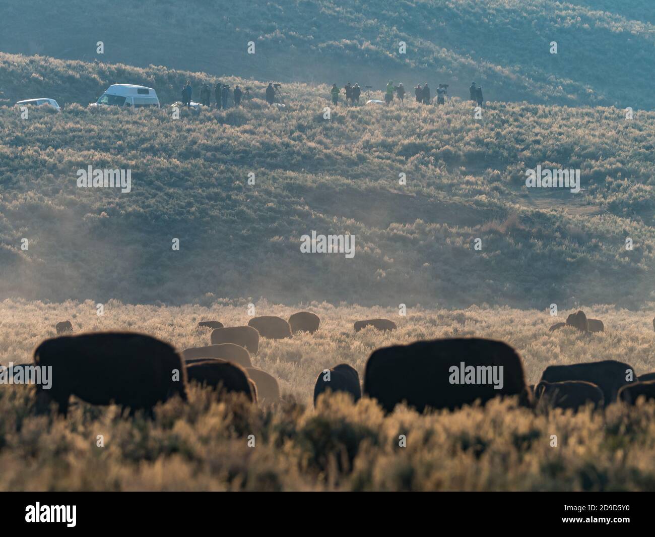 Búfalo o bisonte americano, bisonte bisonte, en el Parque Nacional de Yellowstone, Wyoming, Estados Unidos Foto de stock