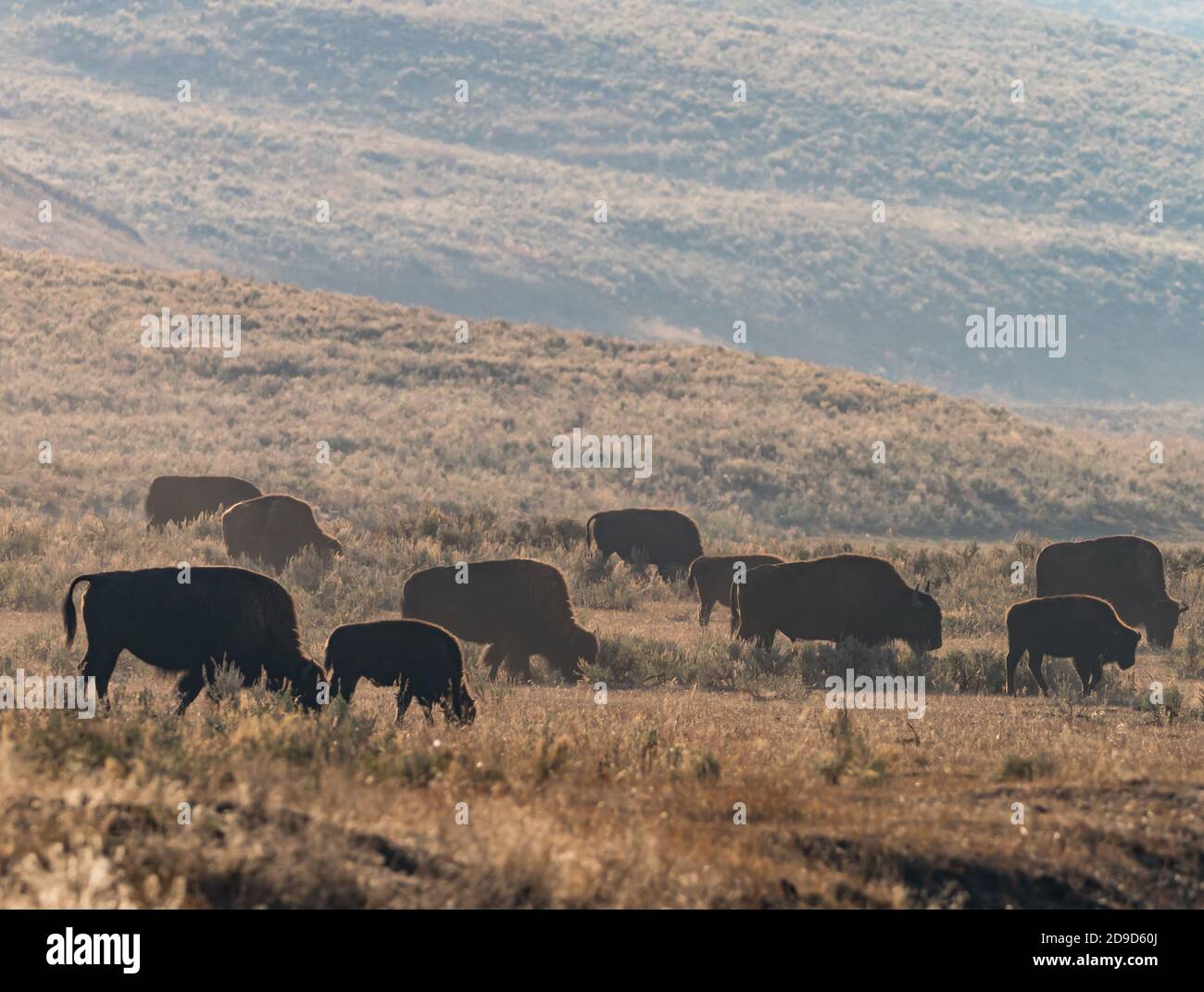 Búfalo o bisonte americano, bisonte bisonte, en el Parque Nacional de Yellowstone, Wyoming, Estados Unidos Foto de stock