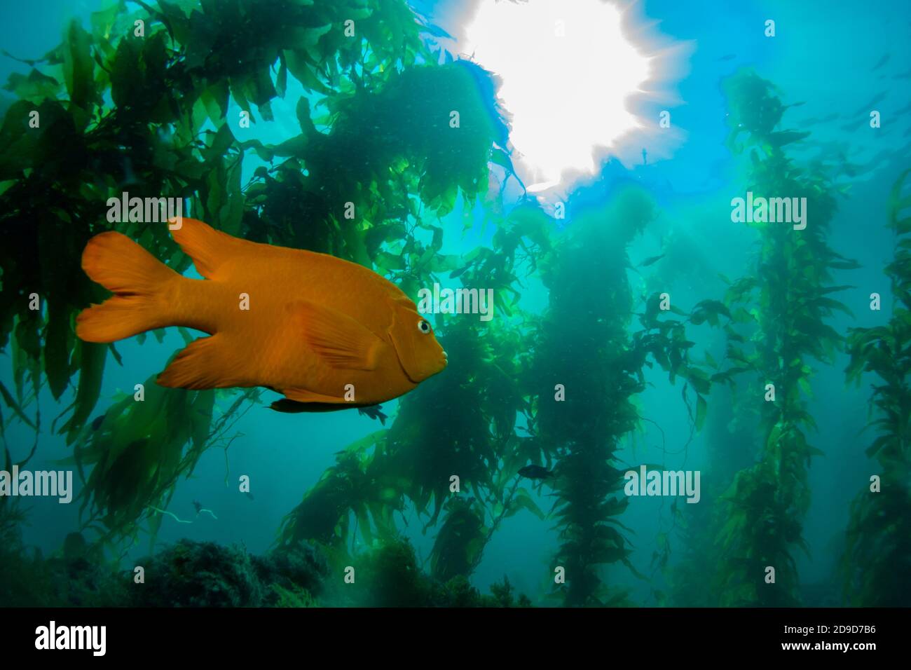 Garibaldi, Hypsypops rubicundus, el pez marino del estado de California, buceo EN Catalina Island, California, EE.UU Foto de stock