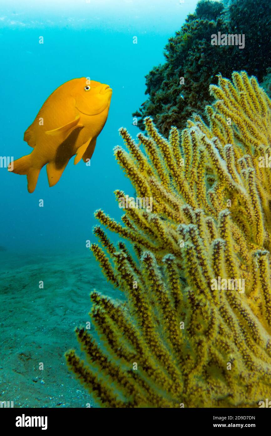 Garibaldi, Hypsypops rubicundus, el pez marino del estado de California, buceo EN Catalina Island, California, EE.UU Foto de stock