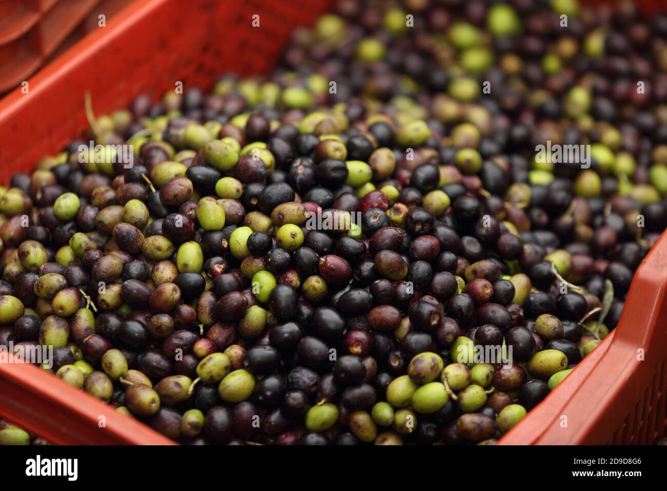 Cosecha de aceite de oliva en Italia - otoño 2020 temporada Foto de stock