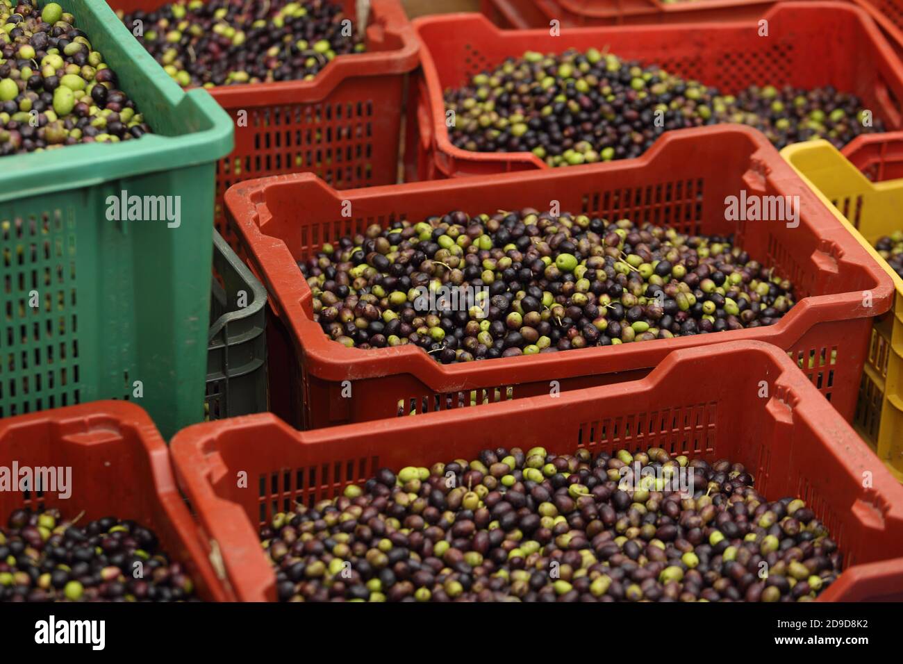 Cosecha de aceite de oliva en Italia - otoño 2020 temporada Foto de stock