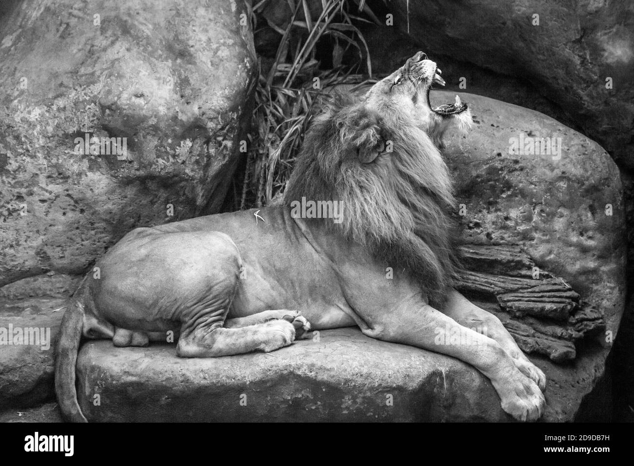 León africano masculino adulto. Disparo de cuerpo entero. Parque Safari. Gianyar, Bali, Indonesia. Blanco y negro. Foto de stock