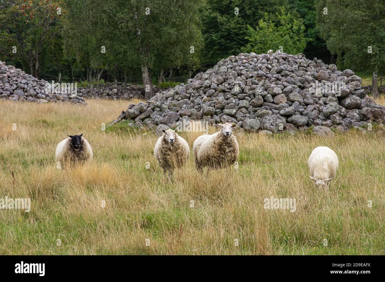 Cuatro ovejas pastando en un ambiente silvopasture en Suecia, concepto de cría de animales así como de la rebaño obediente y orientable. Foto de stock