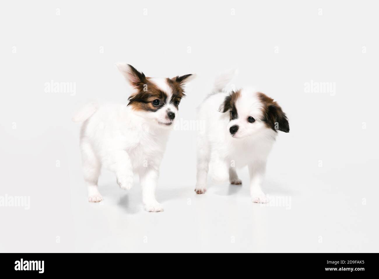 Perros jugando fondo blanco fotografías e imágenes de alta resolución -  Página 10 - Alamy