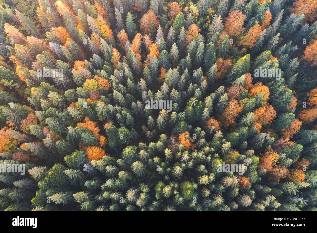 Vista superior del zumbido de antena. Amarillo, naranja y rojo de árboles en otoño colorido bosque. Día soleado en otoño de montañas Foto de stock