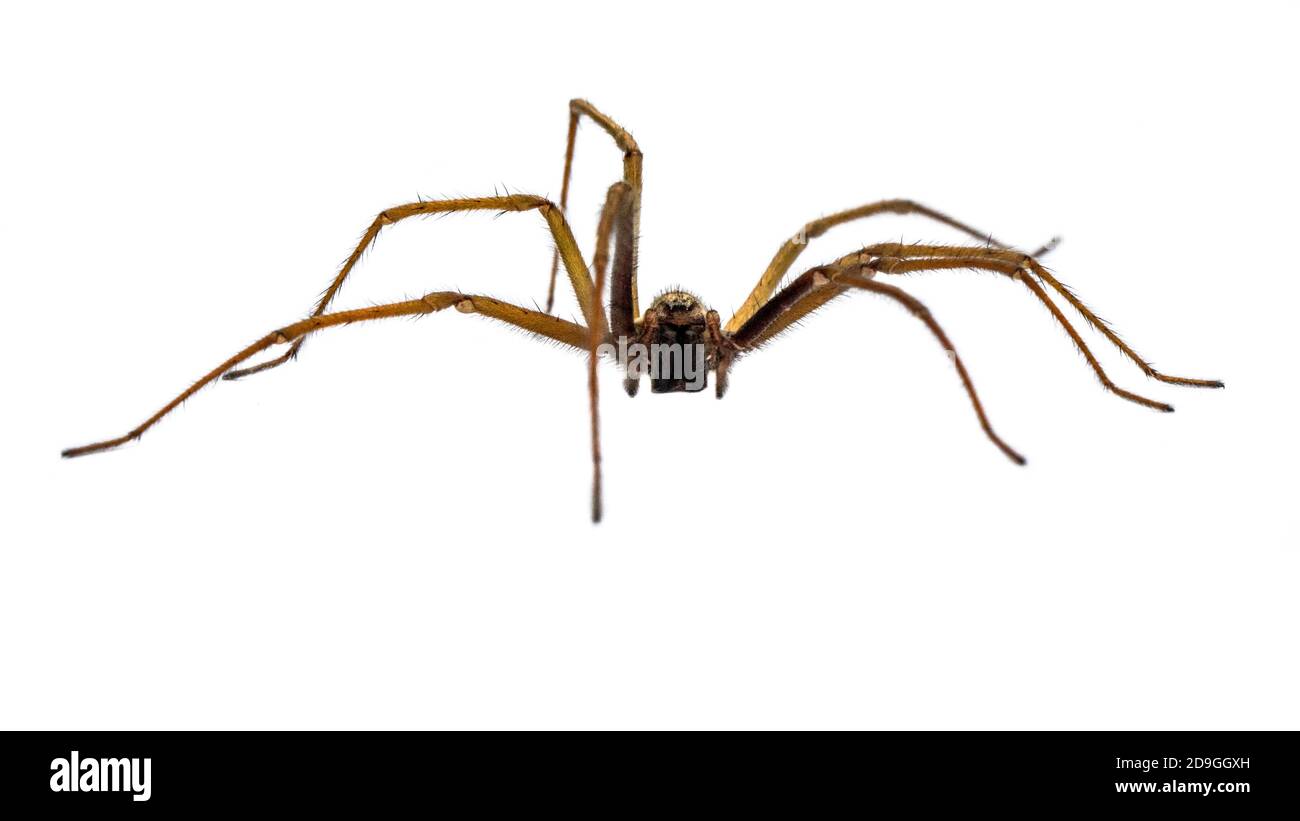Casa gigante araña (Eratigena atrica) Vista frontal de araña con largas piernas peludas aislado sobre fondo blanco. Foto de stock