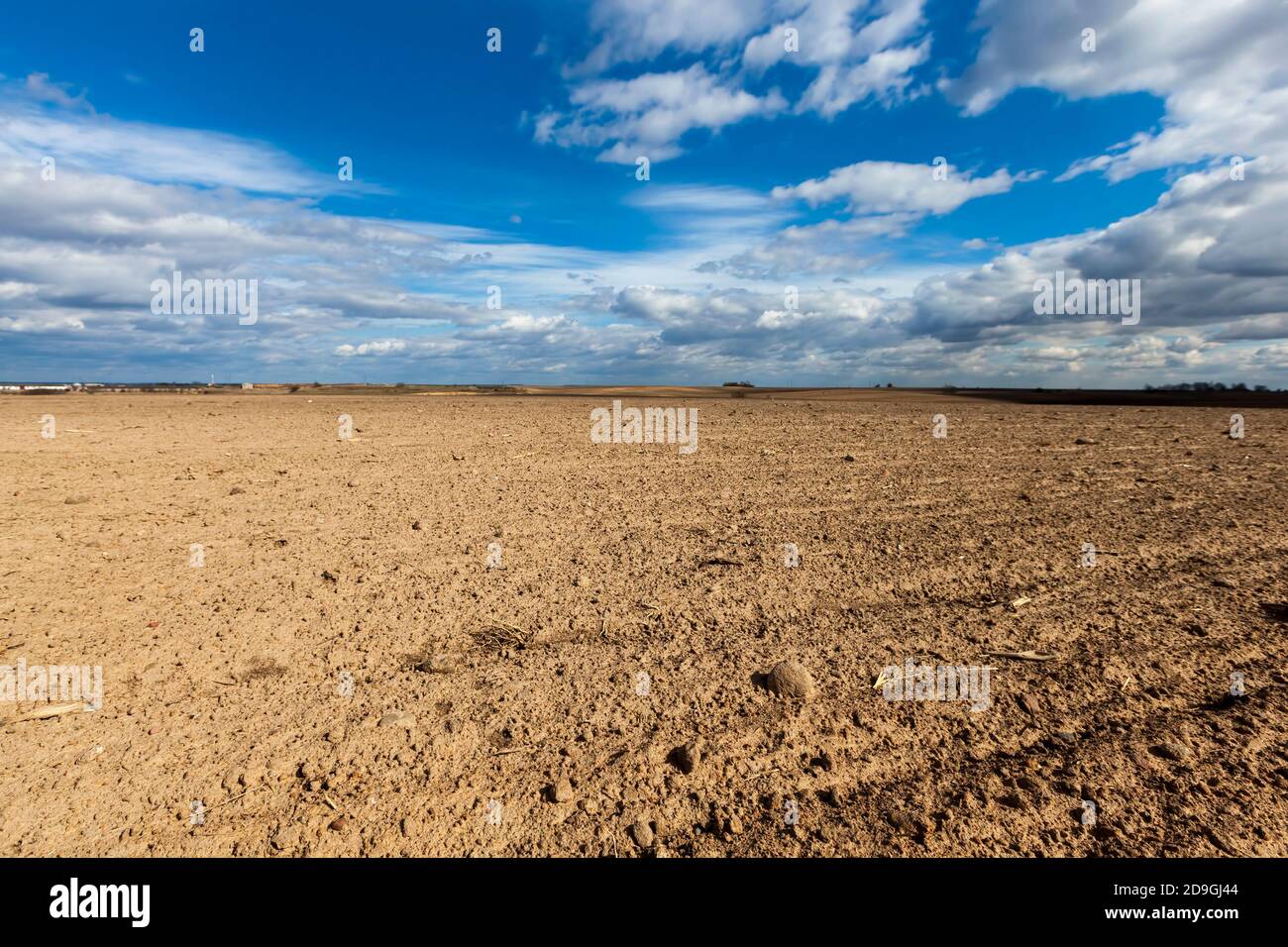 campo agrícola sembrado con grano en primavera o verano Foto de stock